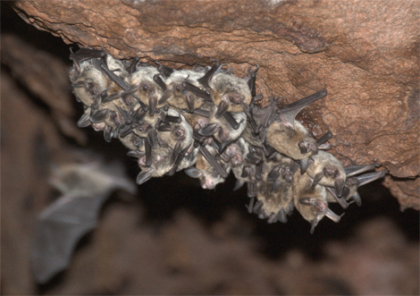 Roosting Bats